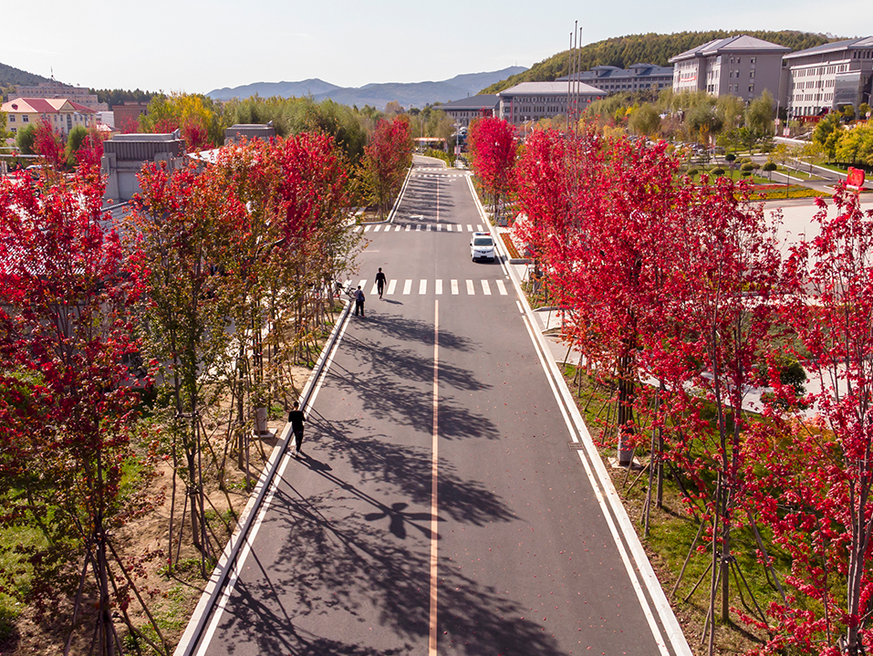 红枫轻舞秋意浓